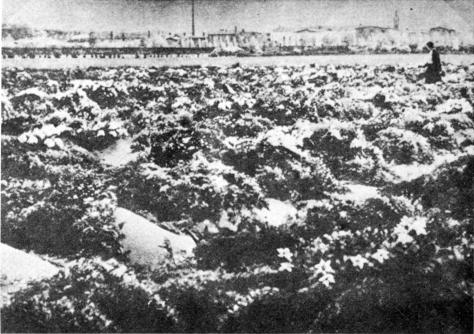 Der Bromberger Ehrenfriedhof vor seiner Zerstörung nach 1945