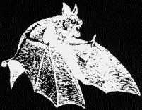 fledermaus